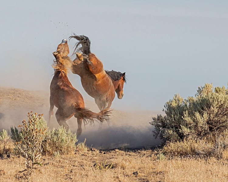 Picture of DUELING STALLIONS