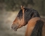 Picture of HONOR