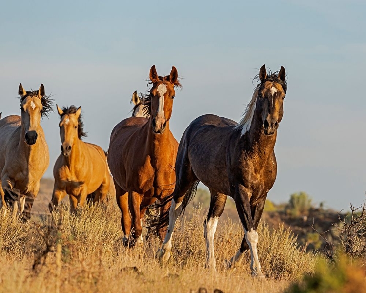 Picture of SOUTH STEENS MUSTANGS