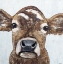 Picture of PEARL THE COW