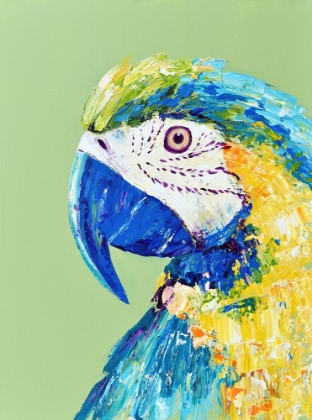 Picture of MACAW PARROT