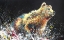 Picture of BEAR BATH