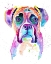 Picture of COLORFUL BOXER