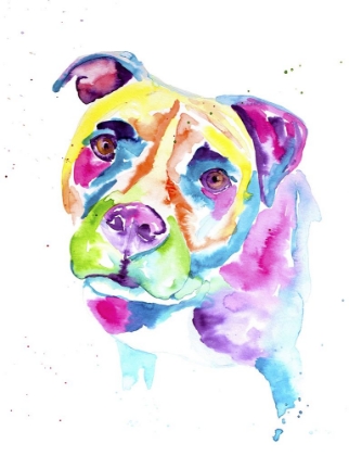 Picture of COLORFUL PITBULL