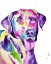 Picture of COLORFUL BLACK LAB
