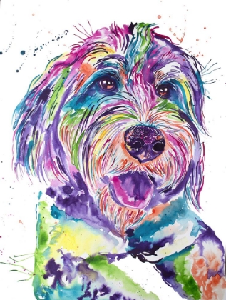 Picture of COLORFUL BERNEDOODLE