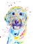 Picture of SUNNY GOLDENDOODLE