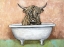 Picture of BATHTIME HIGHLAND COW
