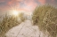 Picture of BEACH GRASS AND SUN