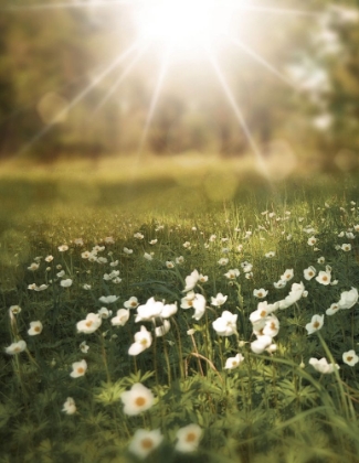 Picture of FIELD AND SUN