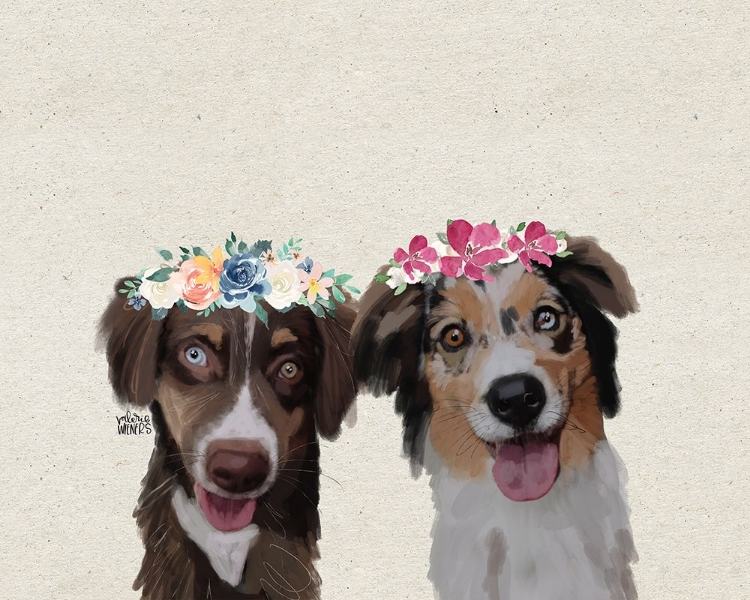 Picture of AUSTRALIAN SHEPHERDS