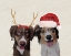 Picture of DOGS