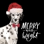 Picture of DALMATION