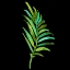 Picture of PALM