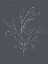 Picture of SOFT BOUQUET I
