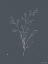 Picture of SOFT BOUQUET II