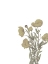 Picture of WILDFLOWERS