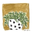 Picture of POLKA DOT SUCCULENT