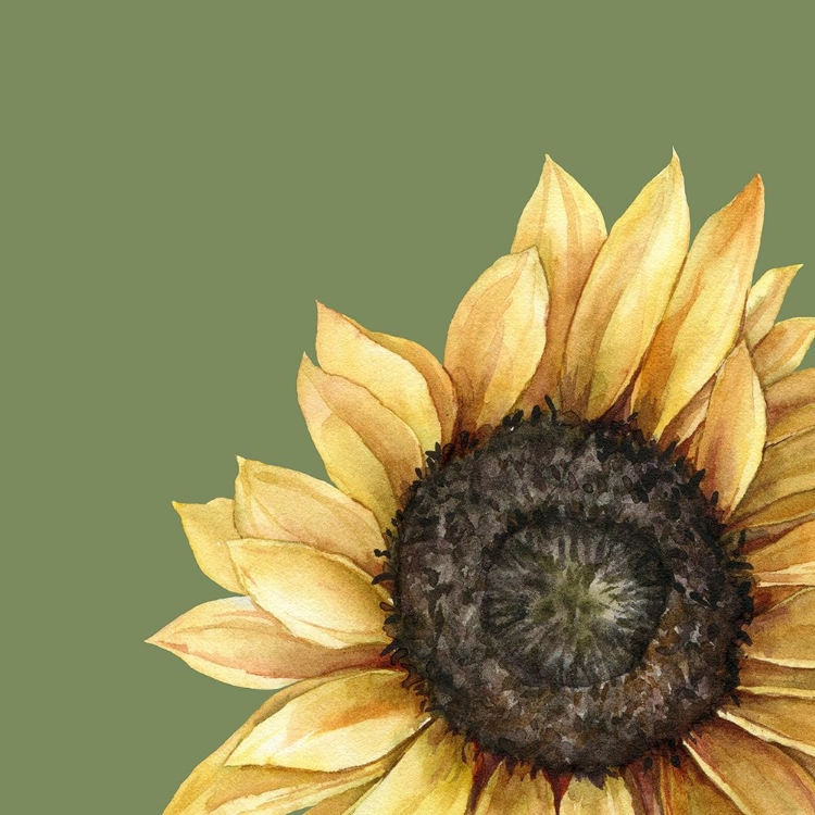 Picture of SUNFLOWER