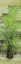 Picture of PALM TREE