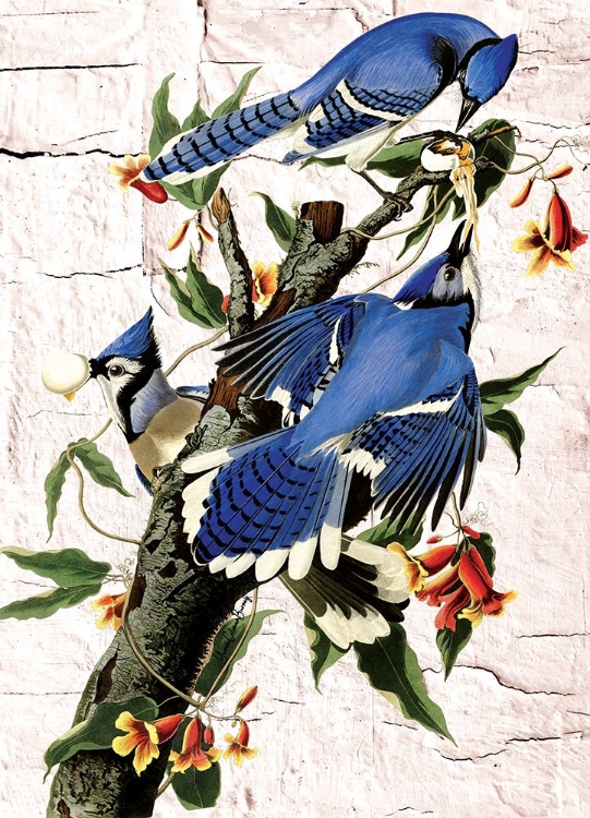 Picture of BLUE JAYS