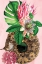 Picture of EMERALD BLUSH