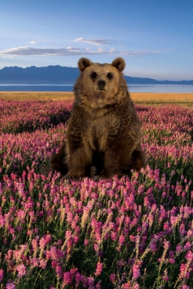Picture of BEAR IN THE FIELDS