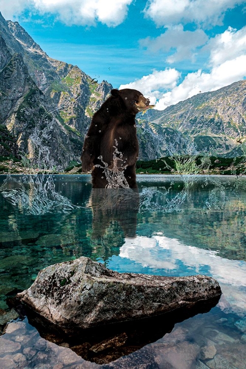 Picture of BEAR IN WATER