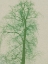 Picture of FOREST VIBES