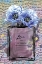 Picture of LILAC