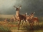 Picture of DEER