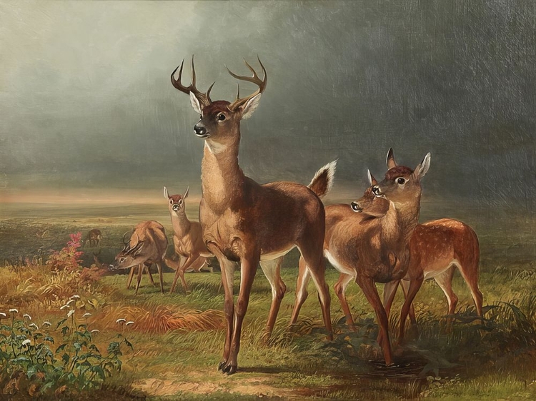 Picture of DEER