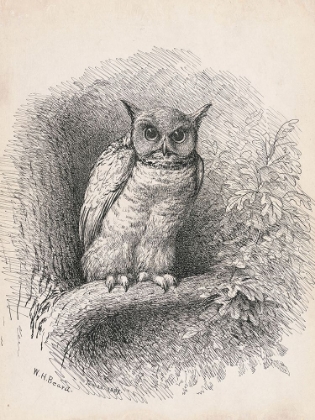 Picture of OWL