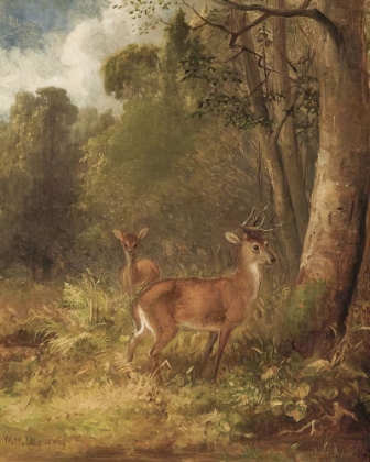 Picture of YOUNG STAG AND DOE IN A WOODED LANDSCAPE
