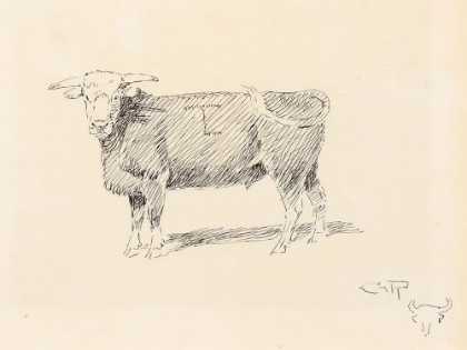 Picture of HEREFORD STEER