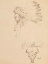 Picture of INDIAN CHIEF 1912