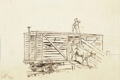 Picture of UNLOADING CATTLE FROM A RAILROAD STOCKCAR