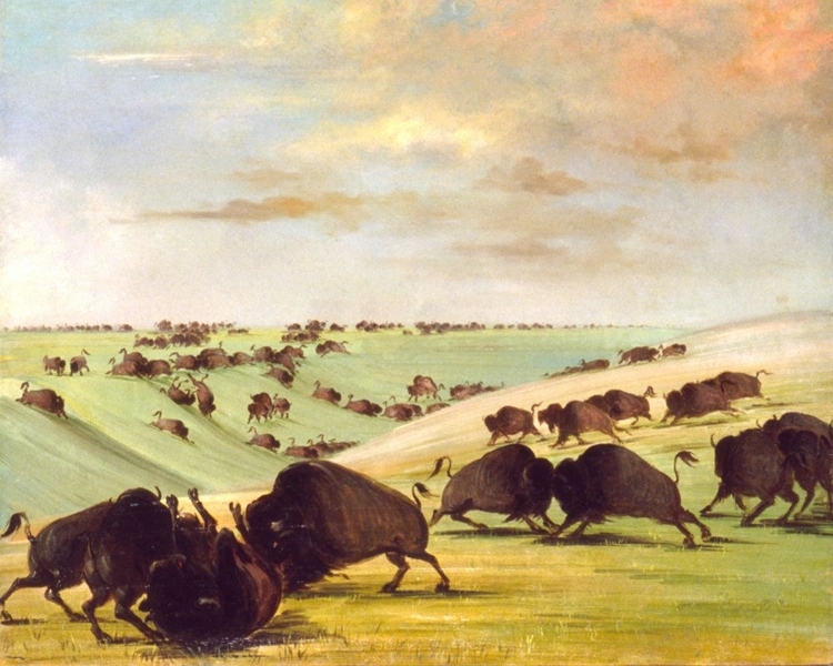 Picture of BUFFALO BULLS FIGHTING IN RUNNING SEASON|UPPER MISSOURI