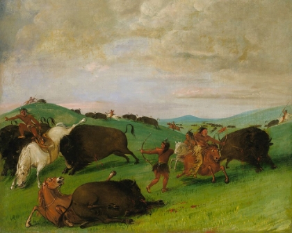Picture of BUFFALO CHASE|BULLS MAKING BATTLE WITH MEN AND HORSES
