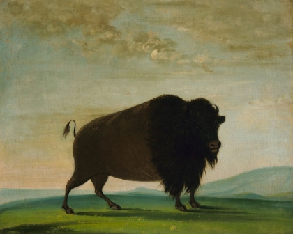 Picture of BUFFALO COW|GRAZING ON THE PRAIRIE