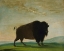 Picture of BUFFALO COW|GRAZING ON THE PRAIRIE