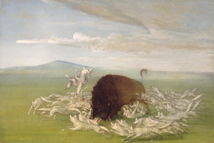 Picture of WHITE WOLVES ATTACKING A BUFFALO BULL