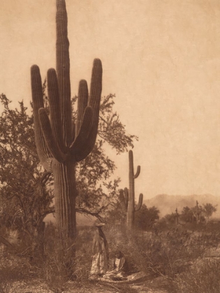 Picture of SAGUARO HARVEST - PIMA 1907