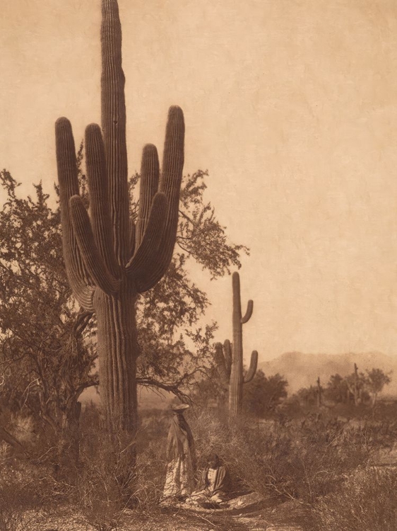 Picture of SAGUARO HARVEST - PIMA 1907