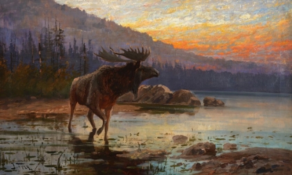 Picture of MOOSE AT SUNSET ON JACKSON LAKE