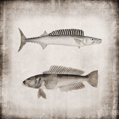 Picture of VINTAGE SEA DWELLERS I
