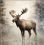 Picture of MOOSE IN THE MIST