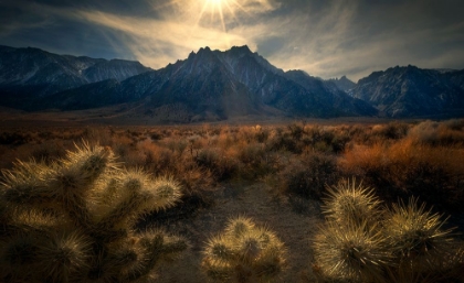 Picture of GOLDEN CACTUS