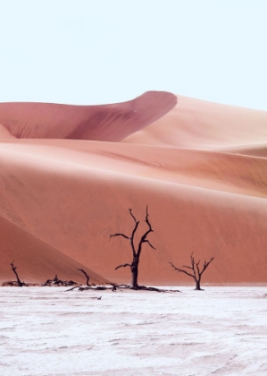 Picture of ANCIENT FOREST NAMIBIA
