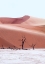Picture of ANCIENT FOREST NAMIBIA